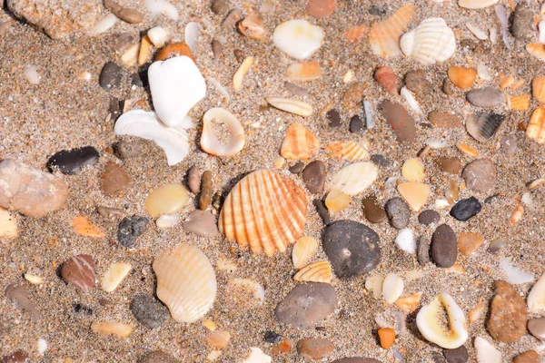 Foto Bild Textur Muscheln Und Felsen Auf Sandhintergrund — Stockfoto