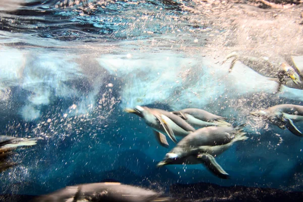 野生のペンギン動物鳥の遊びの写真 — ストック写真