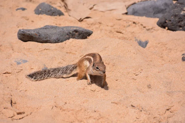 Barbary Ground Squirrel Atlantoxerus Getulus Hiszpańskiej Wyspie Fuerteventura — Zdjęcie stockowe