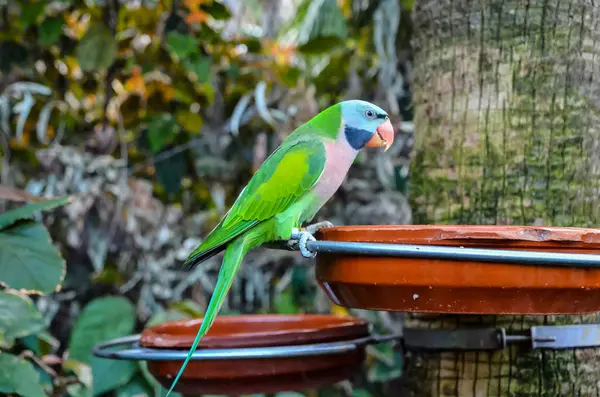 Parrot Tropical Bird Colroed Father — Stock Photo, Image