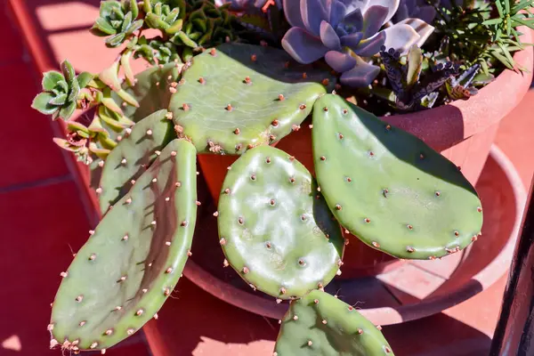 Obrázek Pozadí Tropické Kaktusové Textury — Stock fotografie