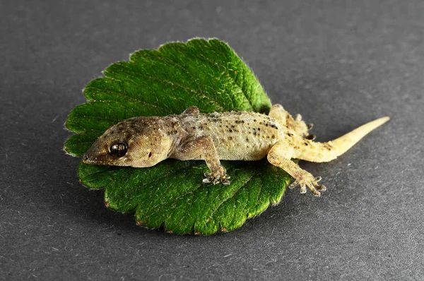 Een Kleine Gecko Hagedis Groen Blad Een Gekleurde Achtergrond — Stockfoto