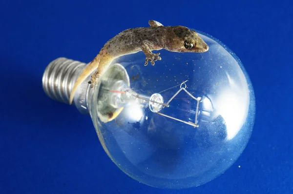 Pequeño Lagarto Gecko Una Bombilla Sobre Fondo Color — Foto de Stock