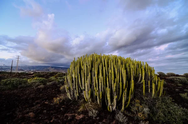 Calm Cactus Woestijn Zonsondergang Tenerife Canarische Eilanden — Stockfoto