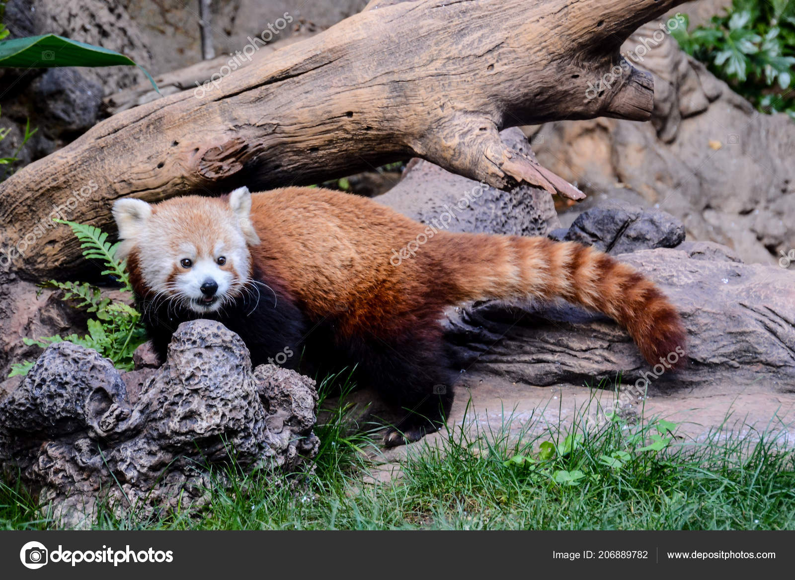小赤パンダ Firefox 哺乳類動物の写真画像 — ストック写真 © underworld1 206889782