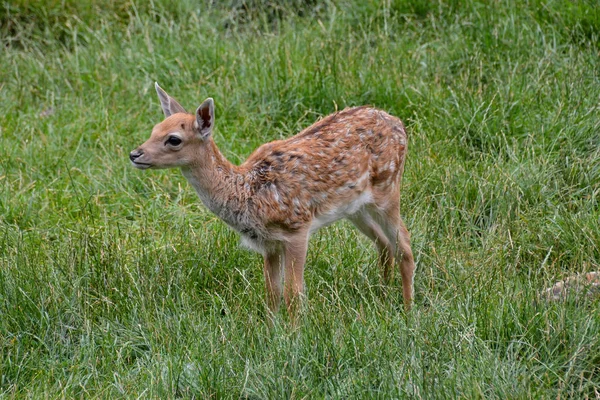 Photo Picture Cute Spotted Fallow Deer — Stock Photo, Image