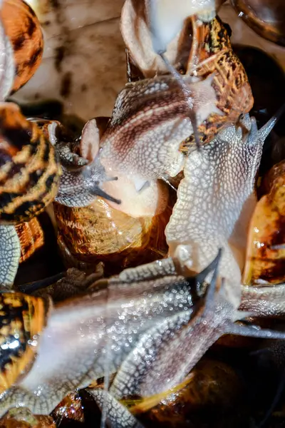 Foto Bild Von Braunem Tier Essbare Schnecke Escargot — Stockfoto