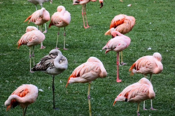 Photo Picture Pink Animal Bird Wild Flamingo — Stock Photo, Image