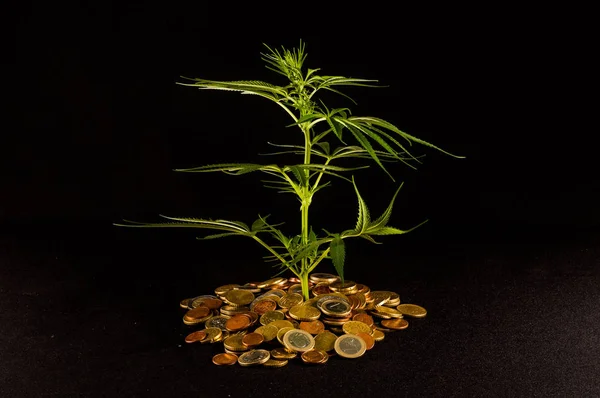 Foto Van Marihuana Geld Cannabis Business Concept — Stockfoto