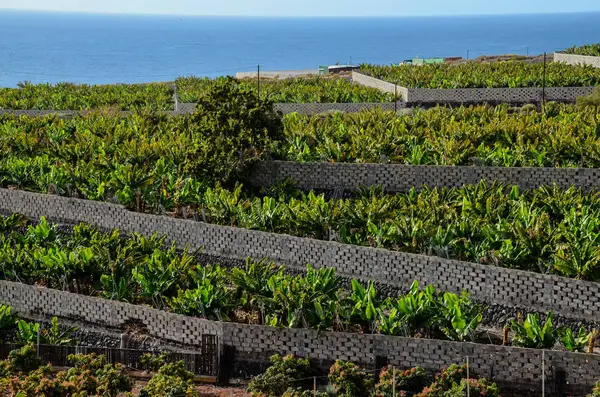 Bananenplantage Tenerife Canarische Eilanden — Stockfoto