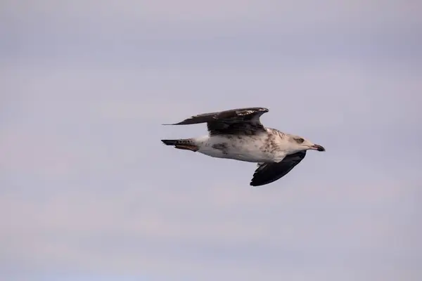 Foto Van Een Meeuw Watervogel Dier — Stockfoto