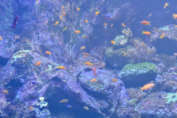 Image Poissons Sous Marins Dans Aquarium Réservoir Eau — Photo