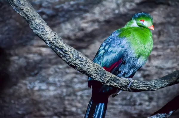 Perroquet Oiseau Tropical Avec Père Colroed — Photo