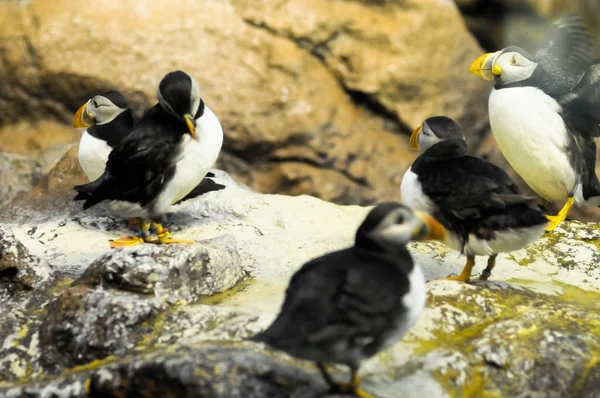 Pingüino Color Blanco Negro Lugar Frío — Foto de Stock