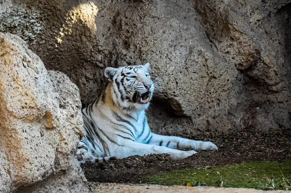 Zeldzame Zwart Wit Gestreepte Volwassen Tijger — Stockfoto