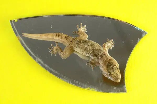 Jedna Mała Jaszczurka Gecko Lustro Kolorowym Tle — Zdjęcie stockowe