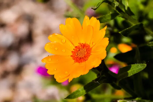 Foto Foto Bella Fioritura Sfondo Fiore — Foto Stock