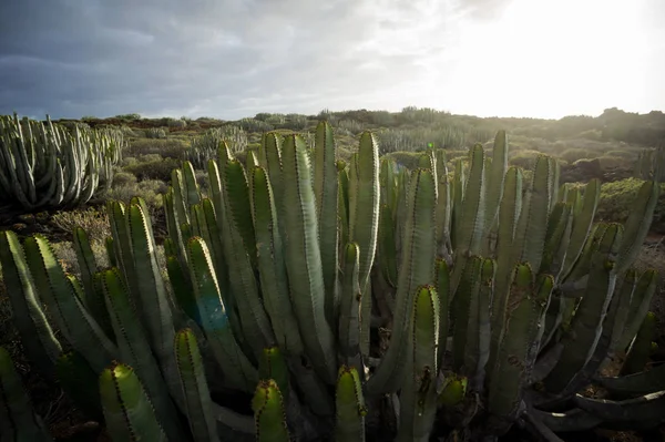 Klidný Západ Slunce Pouště Kaktus Kanárském Ostrově Tenerife — Stock fotografie