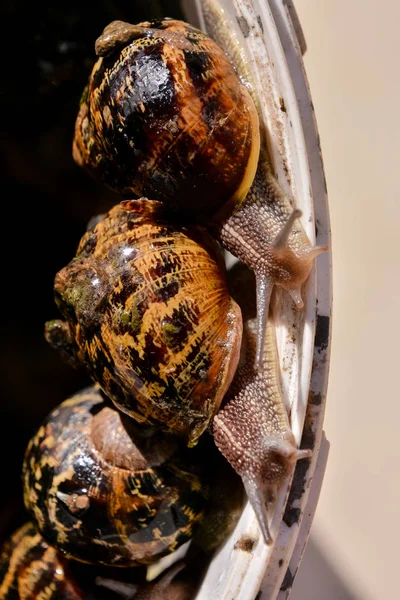 Zdjęcie Brązowego Zwierzęcia Jadalne Ślimaki Escargot — Zdjęcie stockowe