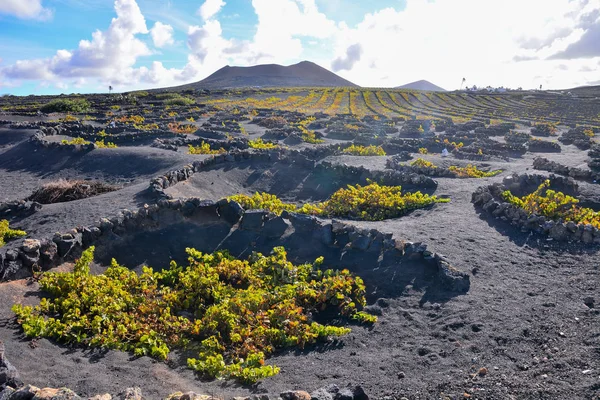 Spanya Daki Geria Lanzarote Kanarya Adalarındaki Üzüm Bağları — Stok fotoğraf