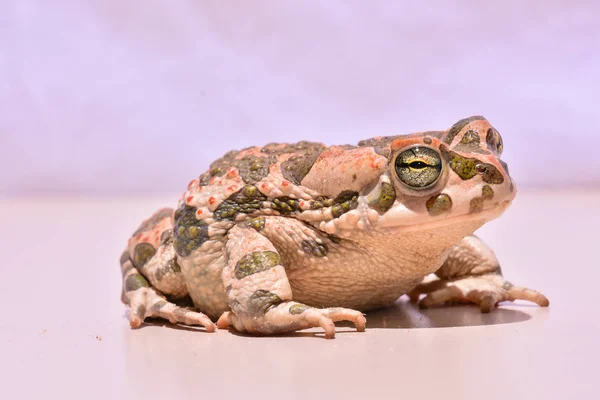 Foto Sapo Europeu Comum Bufo — Fotografia de Stock