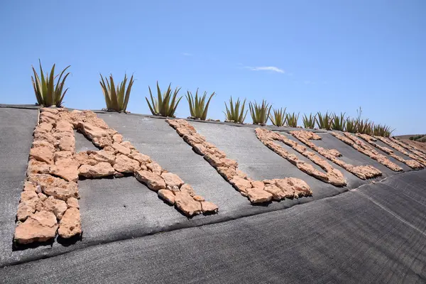 Léčivá Rostlina Aloe Vera Kanárských Ostrovech — Stock fotografie