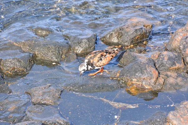 Pássaro Aquático Adulto Kentish Plover Perto Uma Praia Rocha — Fotografia de Stock