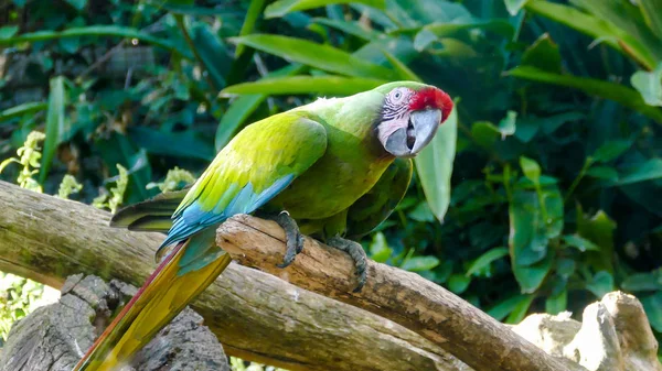 Photo Picture Beautiful Colored Tropical Parrot — Stock Photo, Image