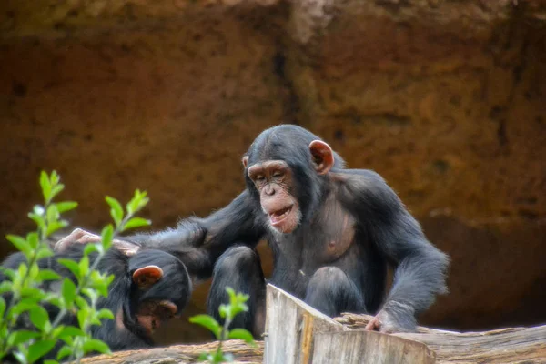 Wilde Zwarte Chimpansee Zoogdier Aap Aap Dier — Stockfoto