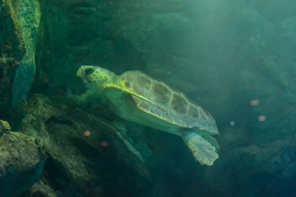 Foto Van Onderwater Vissen Watertank Aquarium — Stockfoto