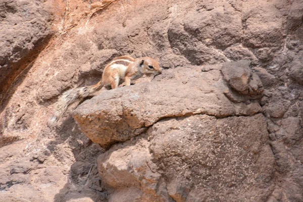 Barbary Ground Squirrel Atlantoxerus Getulus Hiszpańskiej Wyspie Fuerteventura — Zdjęcie stockowe