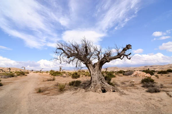 Фото Пейзажа Красивой Сухой Пустыни — стоковое фото
