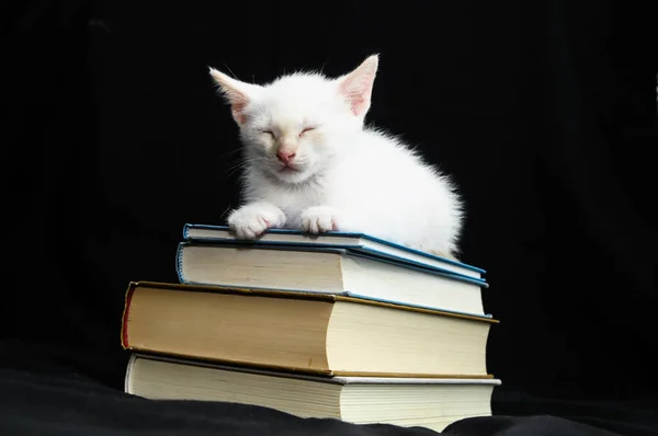 White Young Baby Cat Black Background — Stock Photo, Image