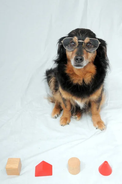 One Old Female Black Dog Doing Test — Stock Photo, Image