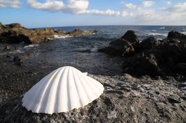 One Limestone Sea Shell Perto Oceano Atlântico — Fotografia de Stock