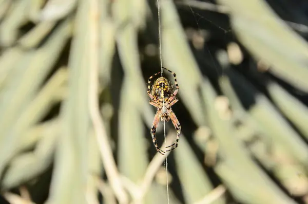 Velký Pavouk Pavučina Hmyzu Divočiny — Stock fotografie