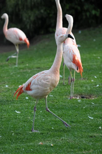 Pink Adult Flamingo Grass Ground — Stock Photo, Image