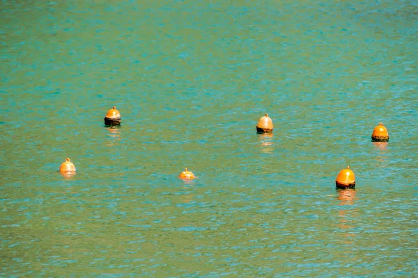 鸭子在水里 美丽的相片数字图片 — 图库照片