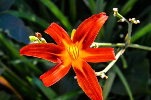 Zdjęcie Pięknym Kwitnącym Tle Kwiatu — Zdjęcie stockowe