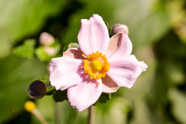 Foto Van Mooie Bloeiende Bloem Achtergrond — Stockfoto