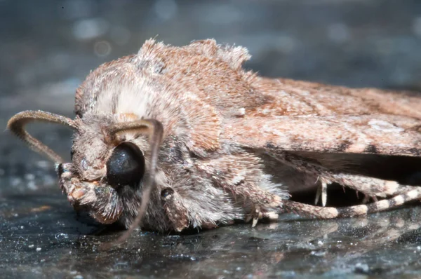 Noc Owady Brązowy Moth Zbliżenie Zdjęcie — Zdjęcie stockowe