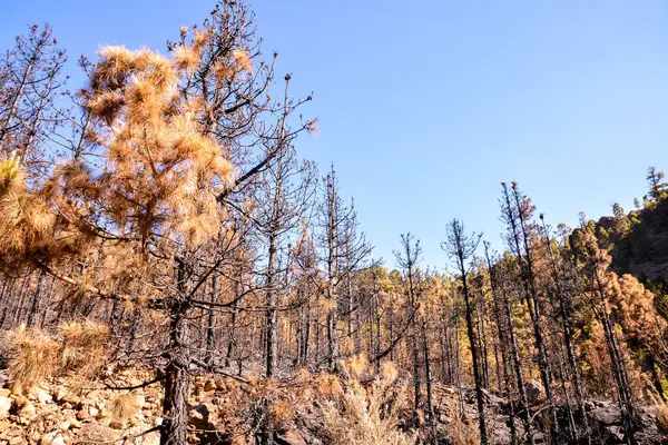 Efectos Del Incendio Bosque Canarias España — Foto de Stock