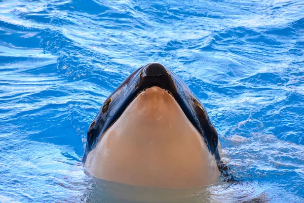 Imagem Fotográfica Peixe Baleia Assassino Mamíferos Orca — Fotografia de Stock