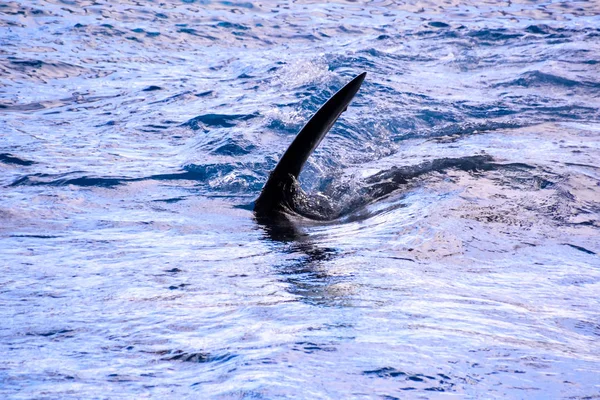 Foto Bild Eines Säugetiers Orca Killer Walfisch — Stockfoto