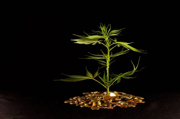 Bild Marijuana Och Money Cannabis Affärsidé — Stockfoto