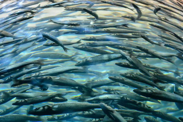 Onderwater School Voor Zilvergrijze Vissen Aquarium — Stockfoto