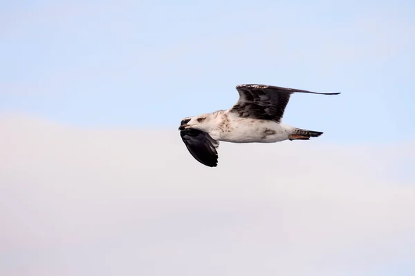 Foto Van Een Meeuw Watervogel Dier — Stockfoto