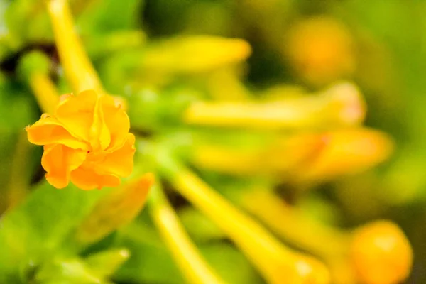 Foto Foto Del Hermoso Fondo Flores Flor —  Fotos de Stock