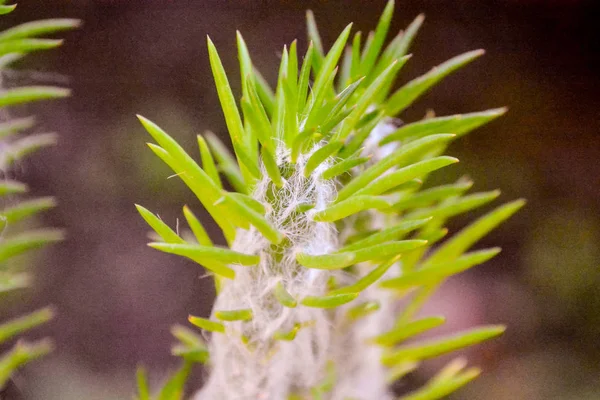 Photo Fond Texture Cactus Tropical — Photo