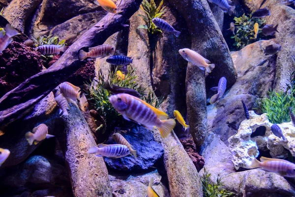 Photo Aquarium Plein Beaux Poissons Tropicaux — Photo